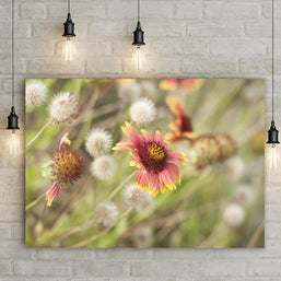 Sunset Wildflower Botanical Nature Photo Print - Photography
