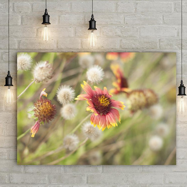 Sunset Wildflower Botanical Nature Photo Print - Photography
