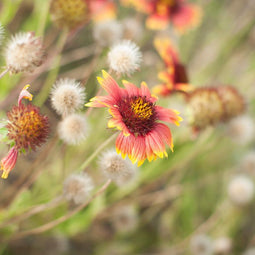 Sunset Wildflower Botanical Nature Photo Print - Photography