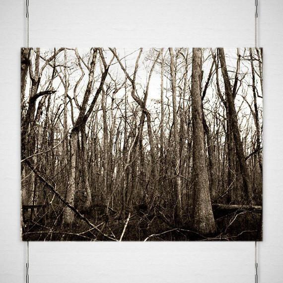 Swamp Trees, Louisiana Forest Fine Art Print Lost Kat Photography