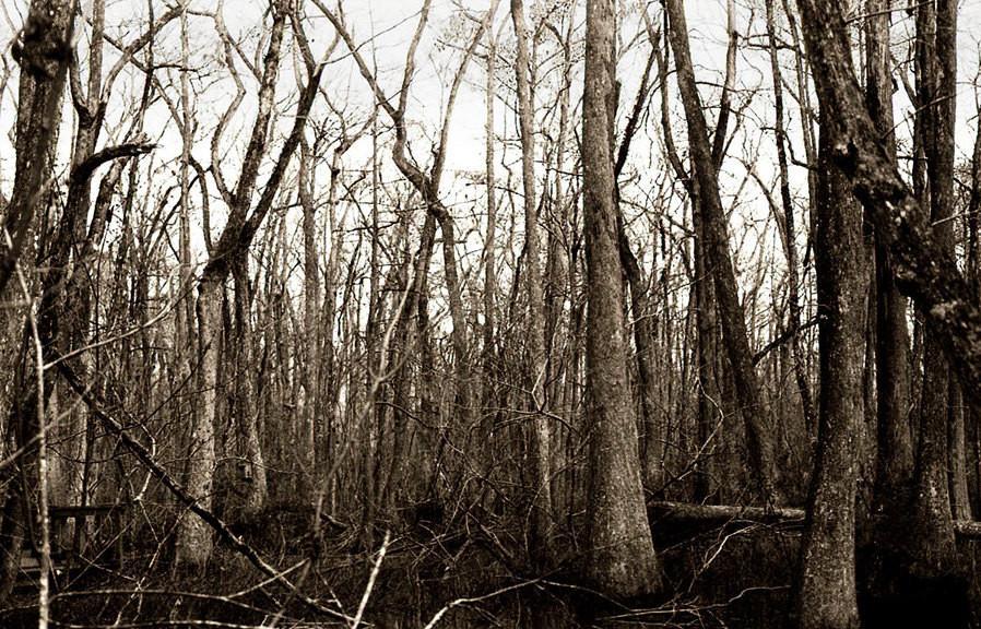 Swamp Trees, Louisiana Forest Fine Art Print Lost Kat Photography