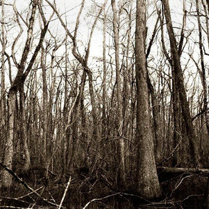 Swamp Trees, Louisiana Forest Fine Art Print Lost Kat Photography