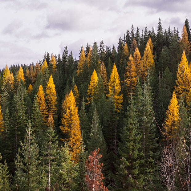 Yellow Larch Forest in Autumn Nature Photography