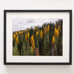 Yellow Larch Forest in Autumn Nature Photography