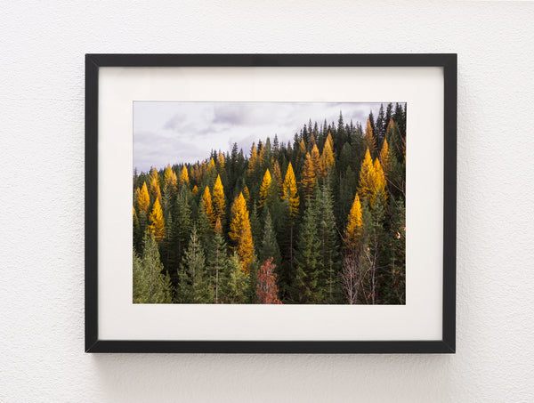 Yellow Larch Forest in Autumn Nature Photography