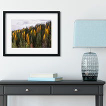 Yellow Larch Forest in Autumn Nature Photography