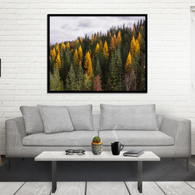 Yellow Larch Forest in Autumn Nature Photography