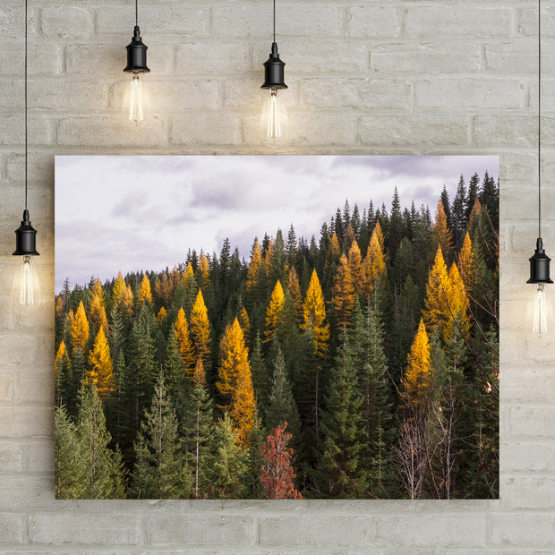Yellow Larch Forest in Autumn Nature Photography