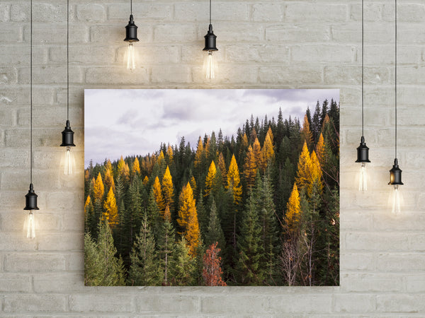 Yellow Larch Forest in Autumn Nature Photography