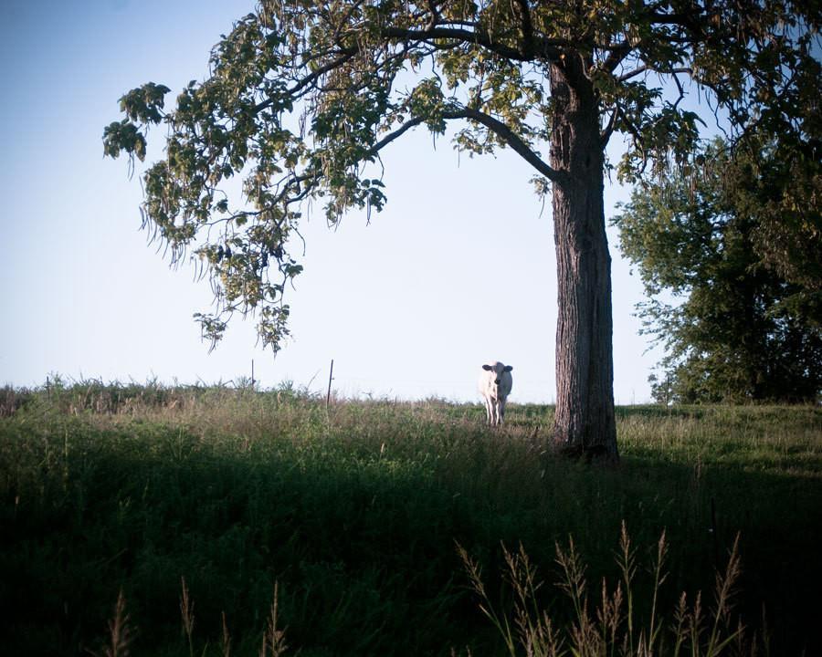The Watcher, Cow and Tree, Kentucky Lost Kat Photography