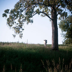 The Watcher, Cow and Tree, Kentucky Lost Kat Photography
