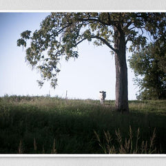 The Watcher, Cow and Tree, Kentucky Lost Kat Photography