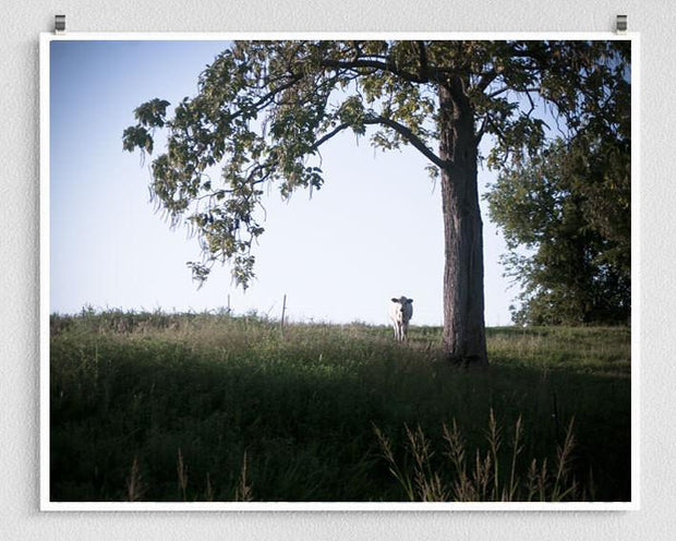 The Watcher, Cow and Tree, Kentucky Lost Kat Photography