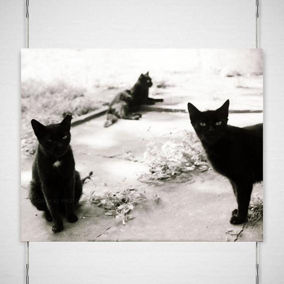 Three Young Toms Black Cats and White Photography