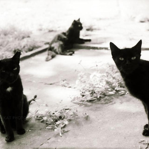 Three Young Toms Black Cats and White Photography