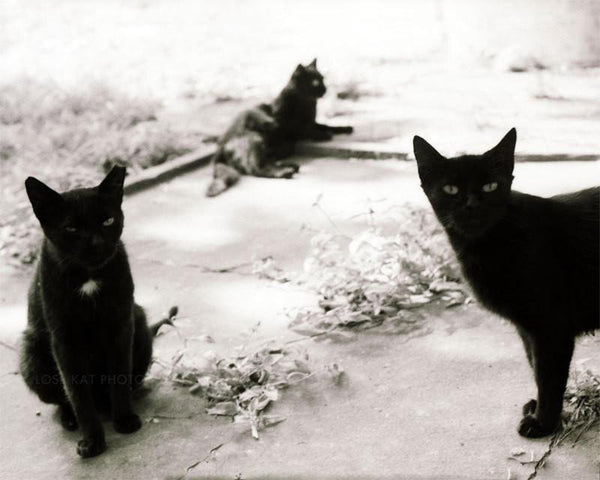 Three Young Toms Black Cats and White Photography