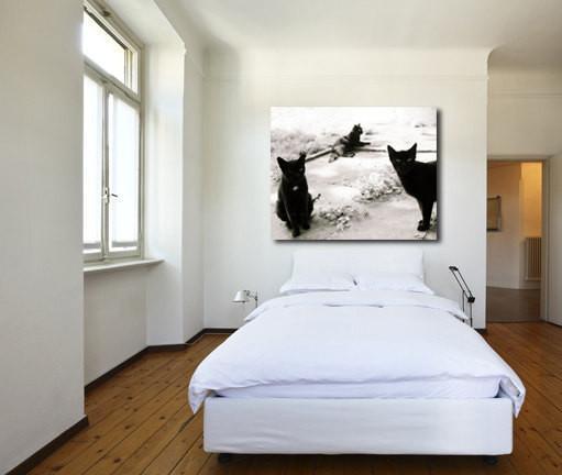 Three Young Toms Black Cats and White Photography
