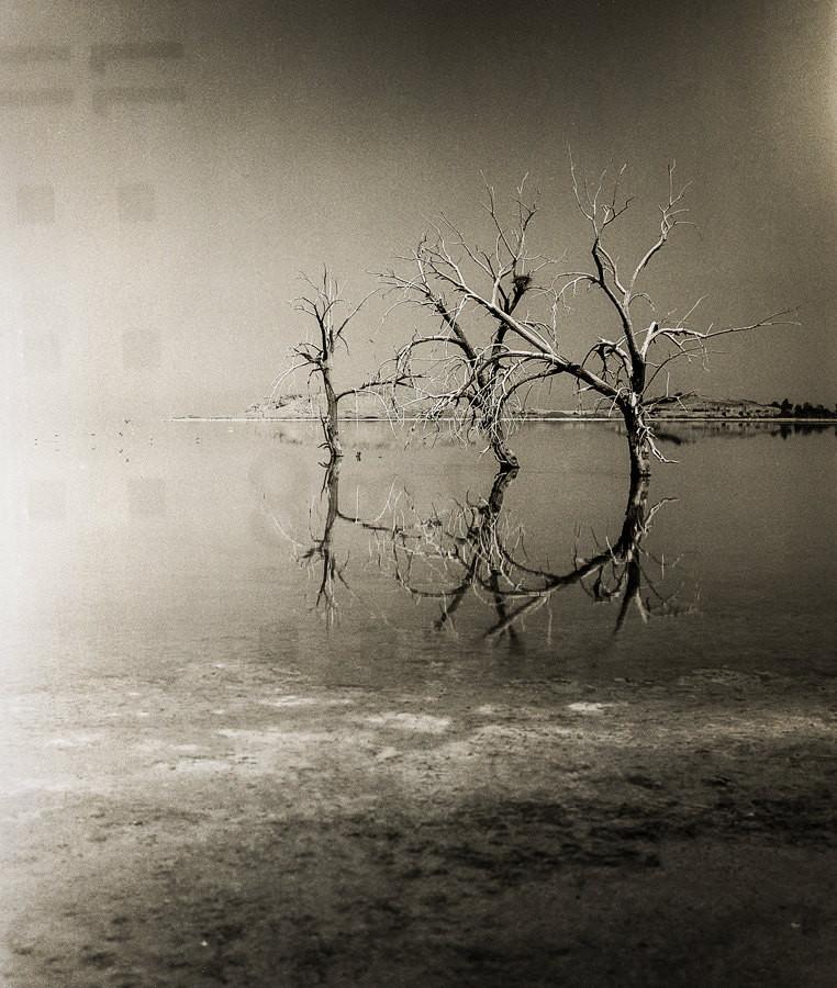 Three Trees Salton Sea Black and White Surreal Art Print -