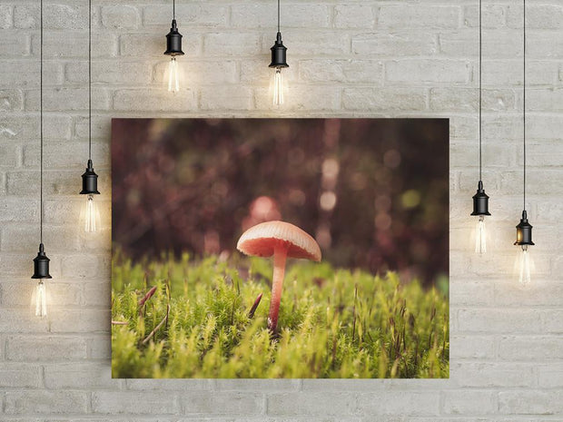 Tiny Mushroom in Moss Botanical Wall Art Print - Photography