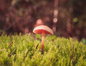Tiny Mushroom in Moss Botanical Wall Art Print - Photography