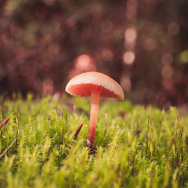 Tiny Mushroom in Moss Botanical Wall Art Print - Photography
