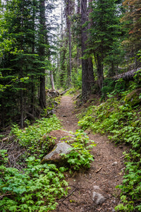 I Hope This Goes on Forever PNW Hiking Trail Photo Print -