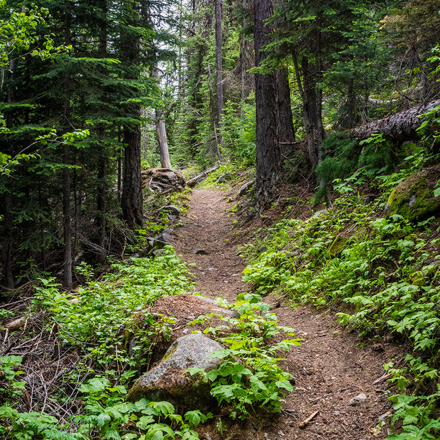 I Hope This Goes on Forever PNW Hiking Trail Photo Print -
