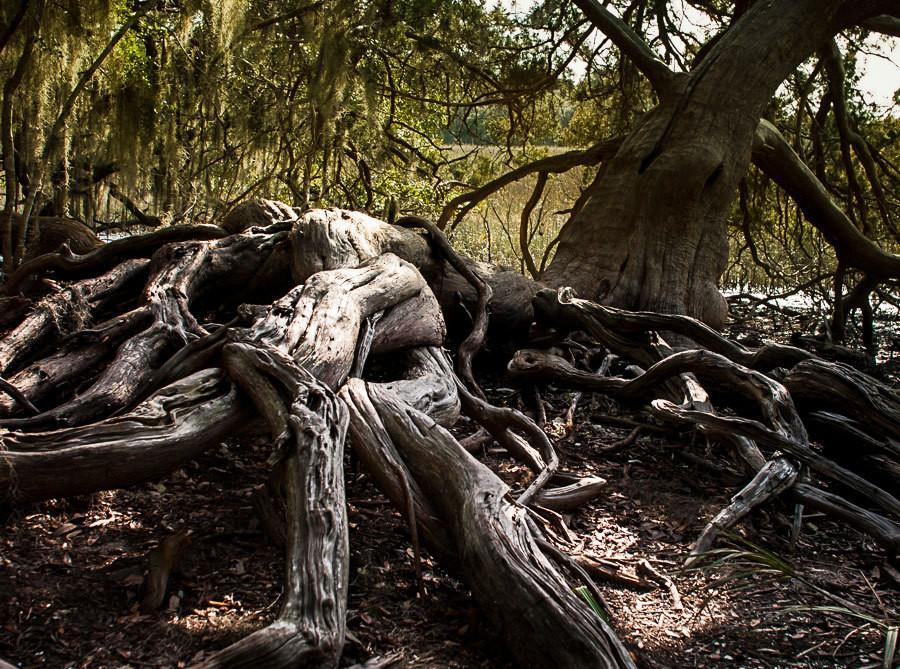 Gnarled Tree Savannah Georgia Coast - Photography