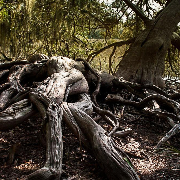 Gnarled Tree Savannah Georgia Coast - Photography