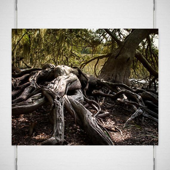 Gnarled Tree Savannah Georgia Coast - Photography