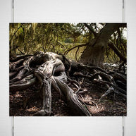 Gnarled Tree Savannah Georgia Coast - Photography