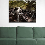 Gnarled Tree Savannah Georgia Coast - Photography