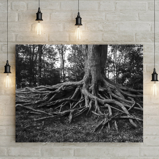 Sprawling Roots Black and White Photo Print - Photography