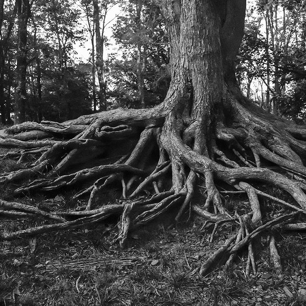 Sprawling Roots Black and White Photo Print - Photography