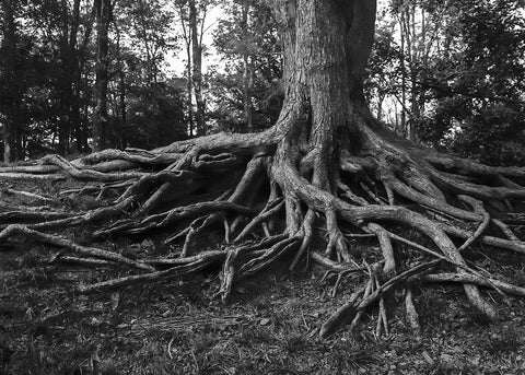 Sprawling Roots Black and White Photo Print - Photography