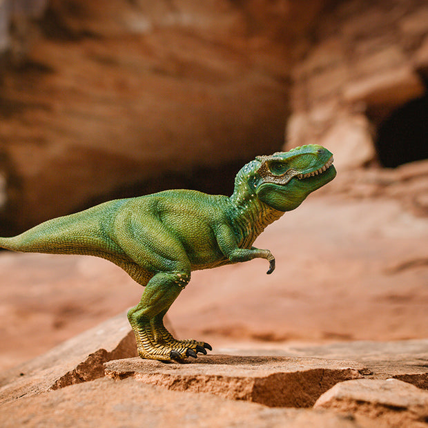 T-Rex Photo Art Print Fun Photography Decor