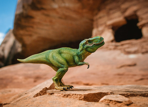 T-Rex Photo Art Print Fun Photography Decor