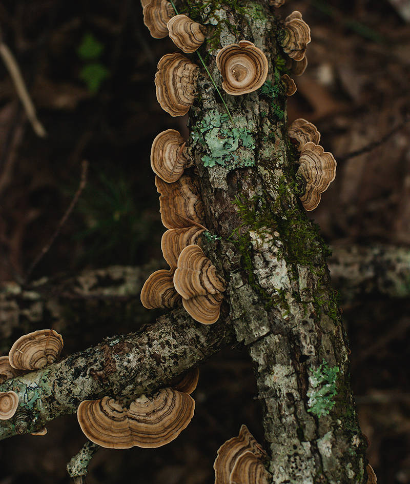 Turkey Tail Mushroom on Log Smoky Mountains Art Print -