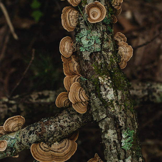 Turkey Tail Mushroom on Log Smoky Mountains Art Print -