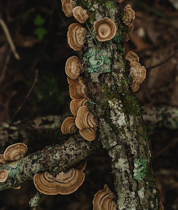 Turkey Tail Mushroom on Log Smoky Mountains Art Print -