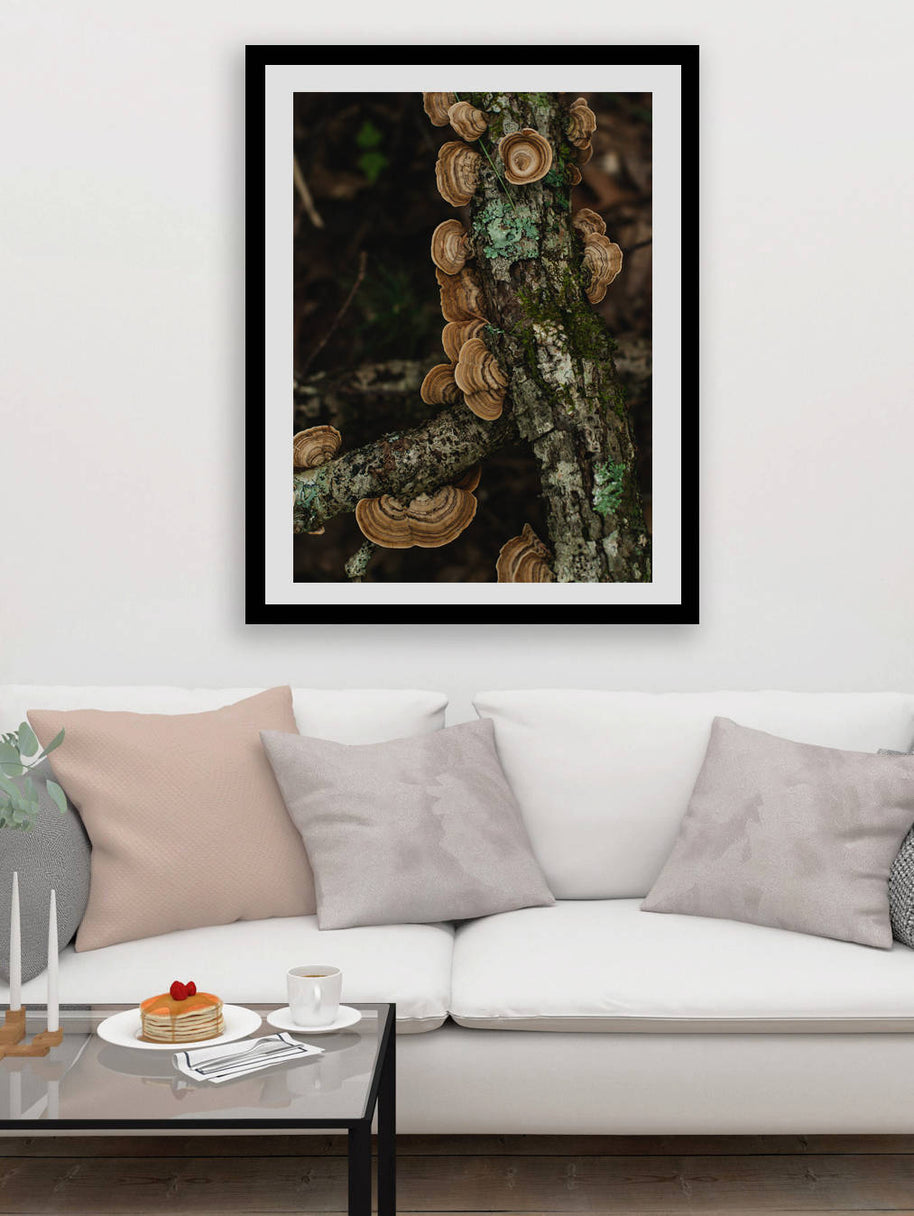 Turkey Tail Mushroom on Log Smoky Mountains Art Print -