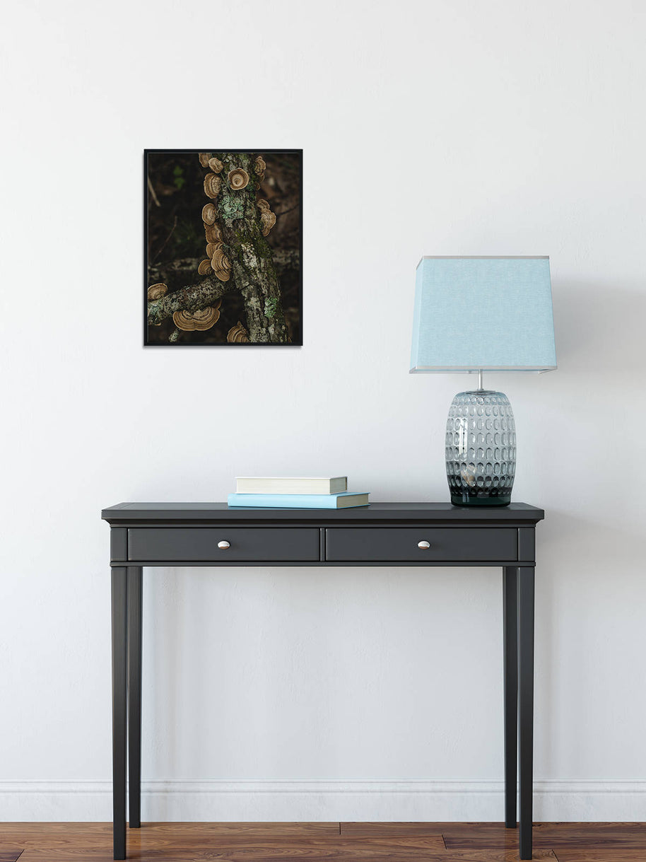 Turkey Tail Mushroom on Log Smoky Mountains Art Print -