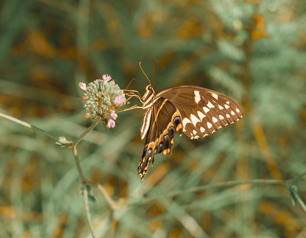 Utah Butterfly, La Sal Mountains Lost Kat Photography