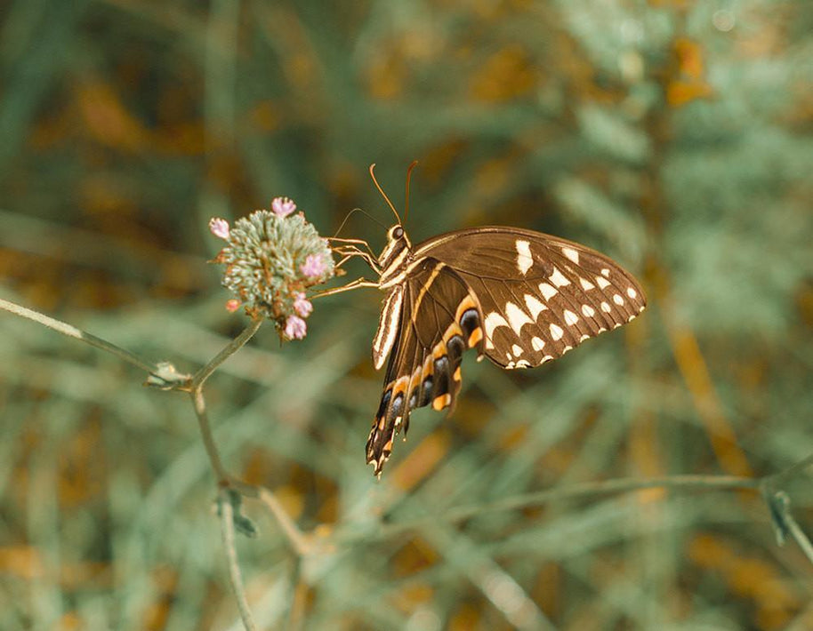 Utah Butterfly, La Sal Mountains Lost Kat Photography