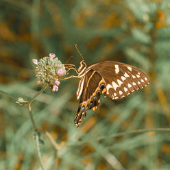 Utah Butterfly, La Sal Mountains Lost Kat Photography