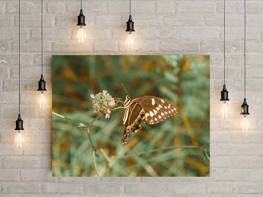 Utah Butterfly, La Sal Mountains Lost Kat Photography