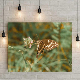 Utah Butterfly, La Sal Mountains Lost Kat Photography
