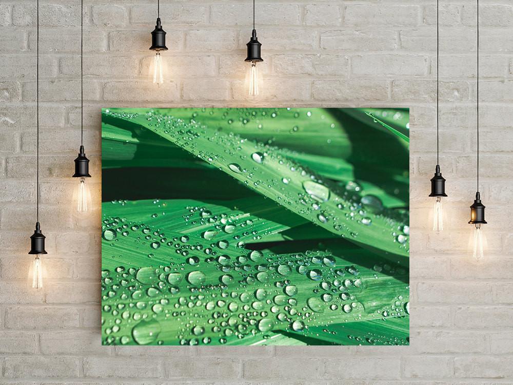 Water Droplets on Lilly Leaves, Fine Art Print Lost Kat Photography