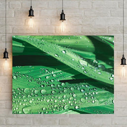 Water Droplets on Lilly Leaves, Fine Art Print Lost Kat Photography