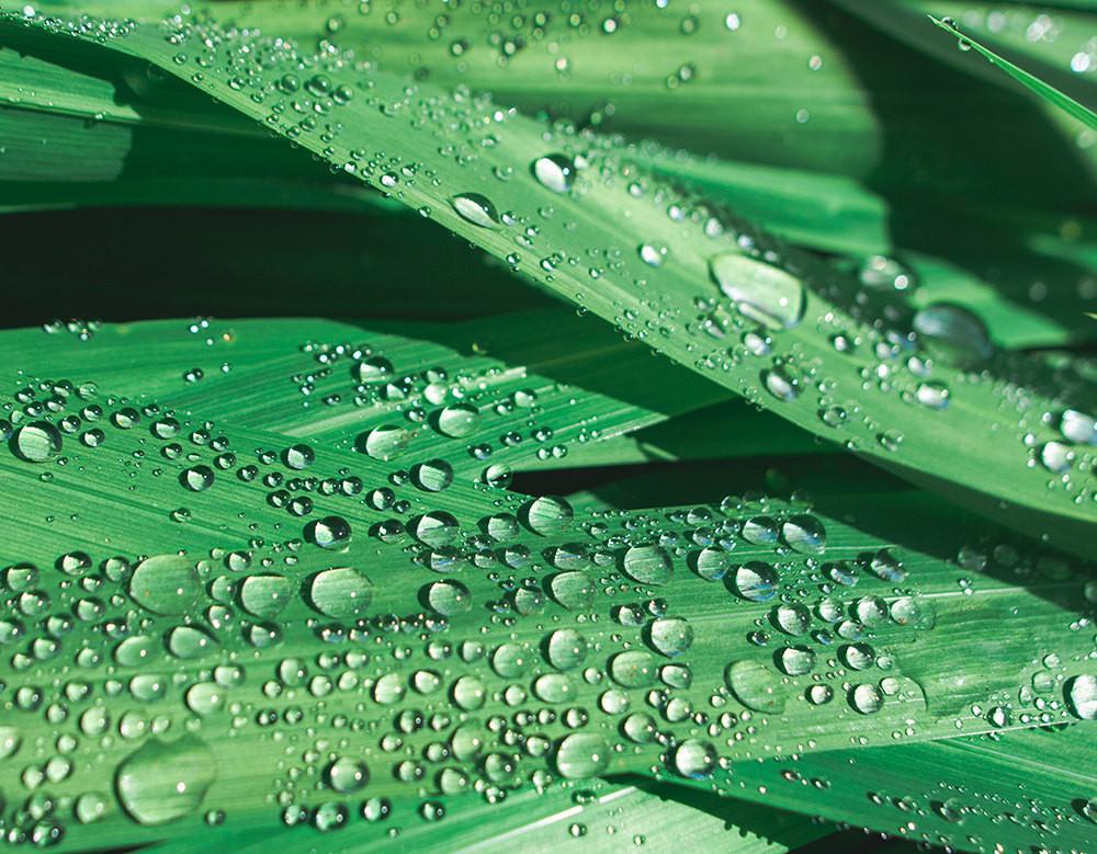 Water Droplets on Lilly Leaves, Fine Art Print Lost Kat Photography